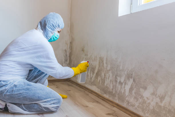 Mold Remediation specialist working in Thornton